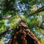 Why Use FSC® Certified Eco-Friendly Print Media?